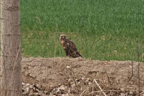河北省晋州市自然资源和规划局快速救助国家二级保护动物大鵟